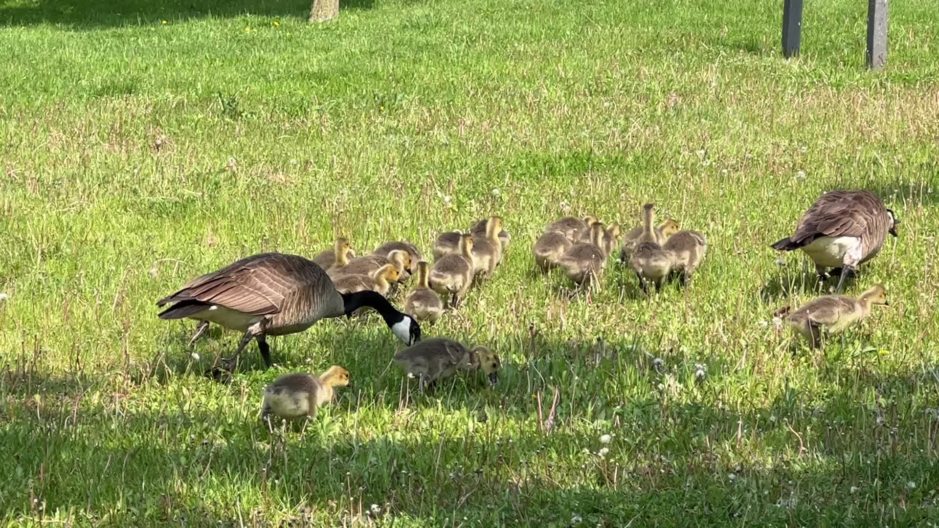 Canada Geese and goslings