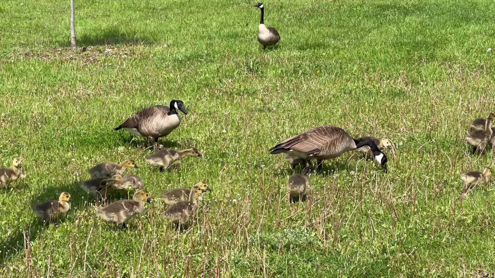 Canada Geese and goslings
