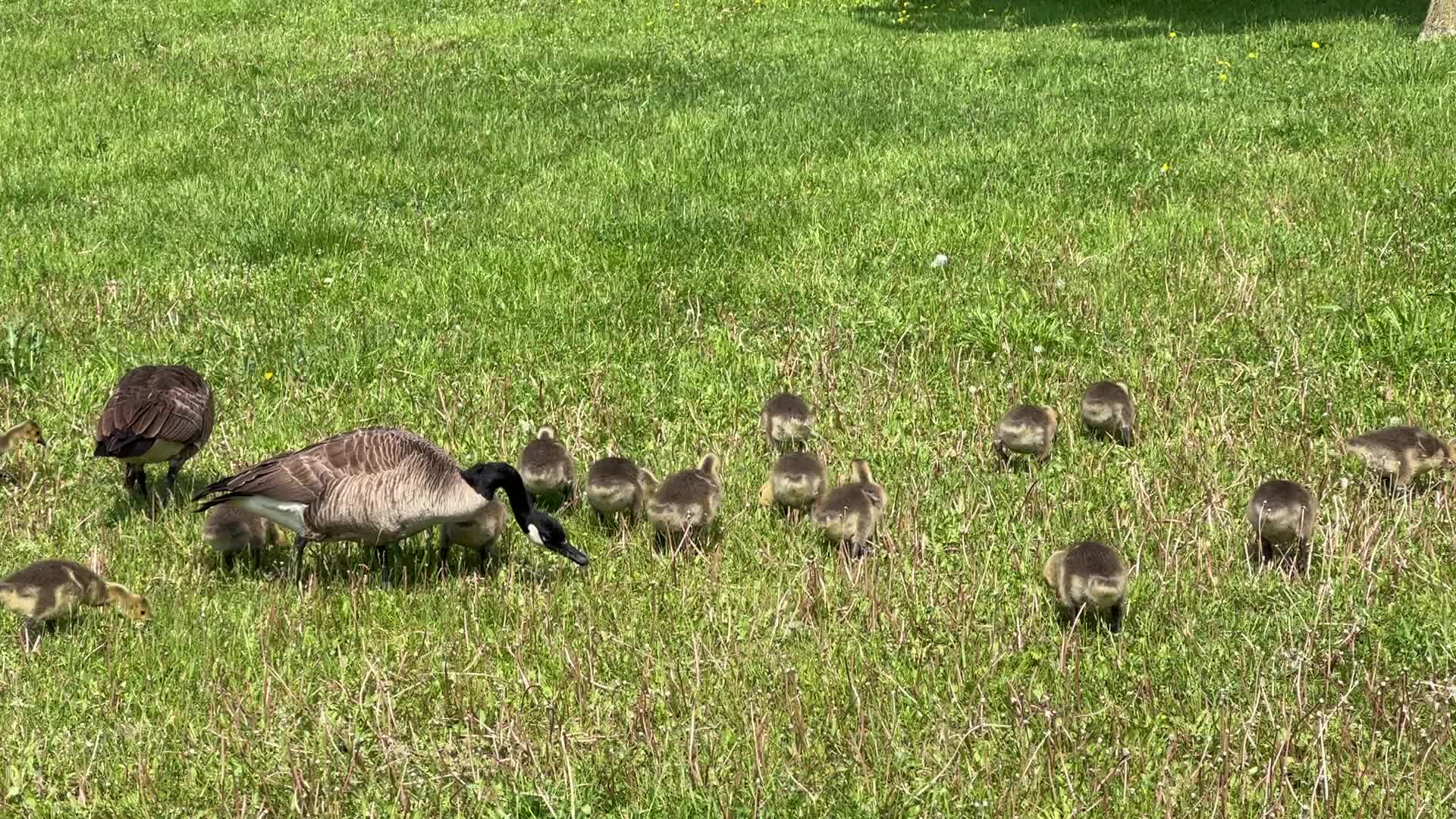 Canada Geese and goslings