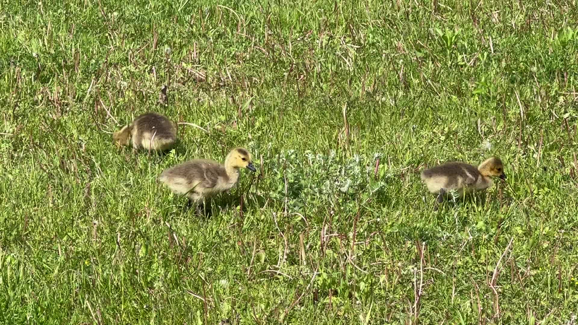 Canada Geese and goslings