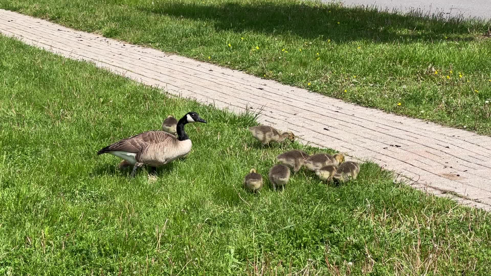 Canada Geese and goslings