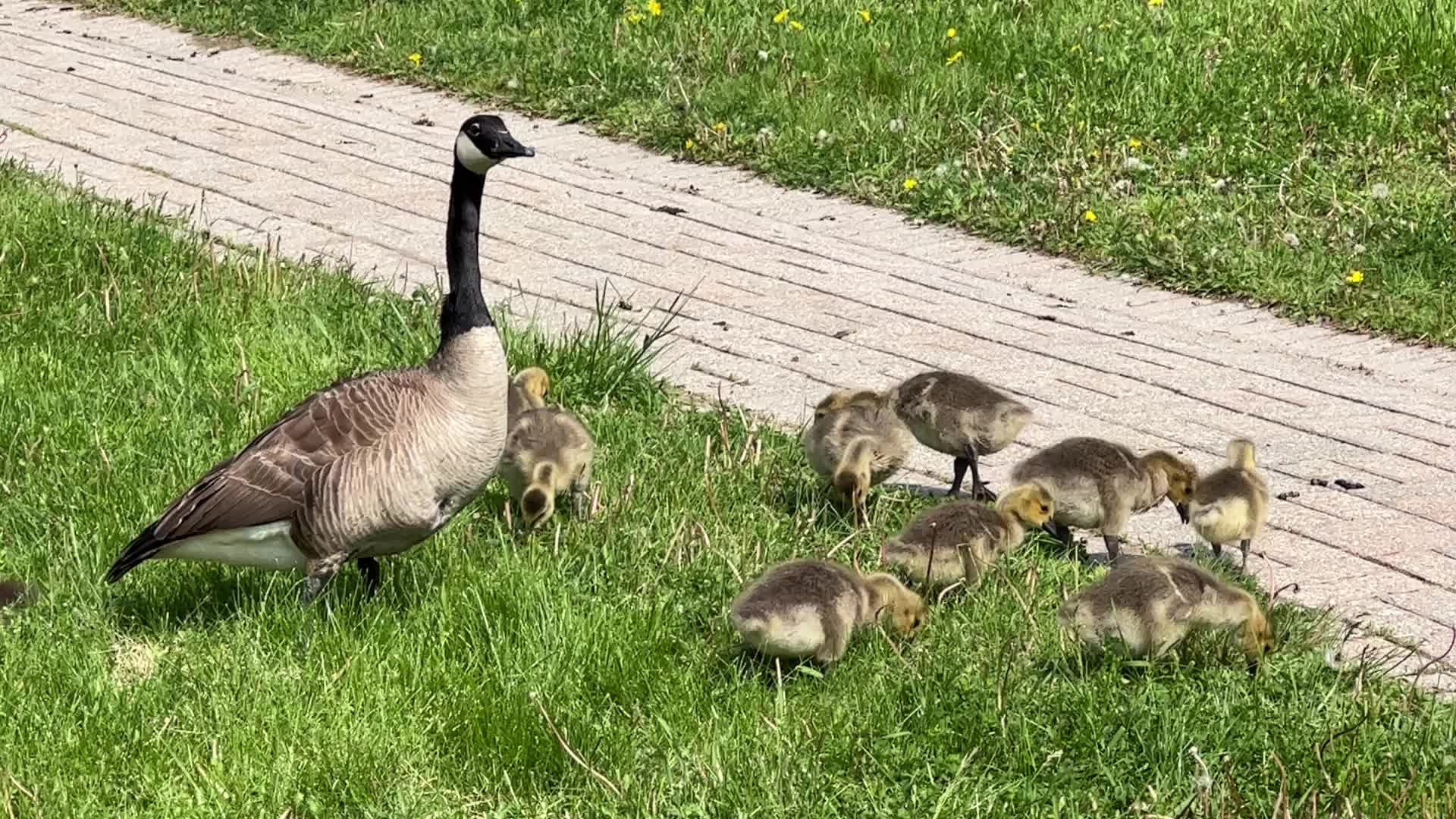 Canada Geese and goslings