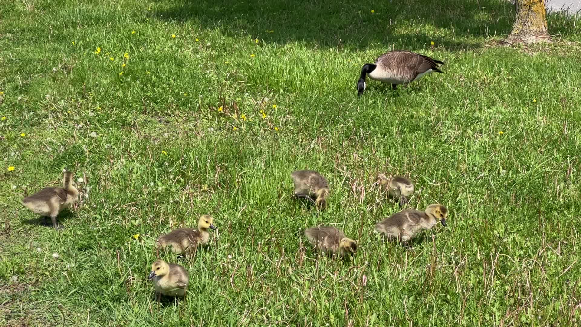 Canada Geese and goslings