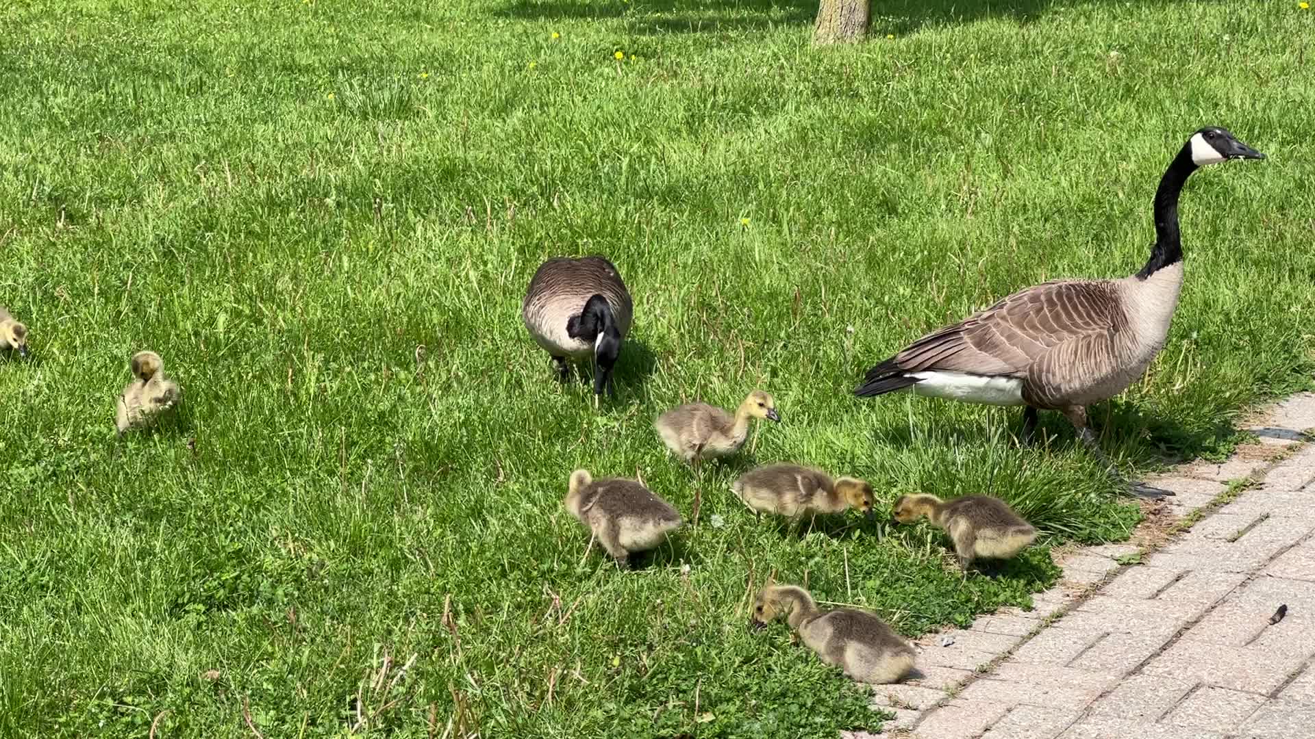Canada Geese and goslings
