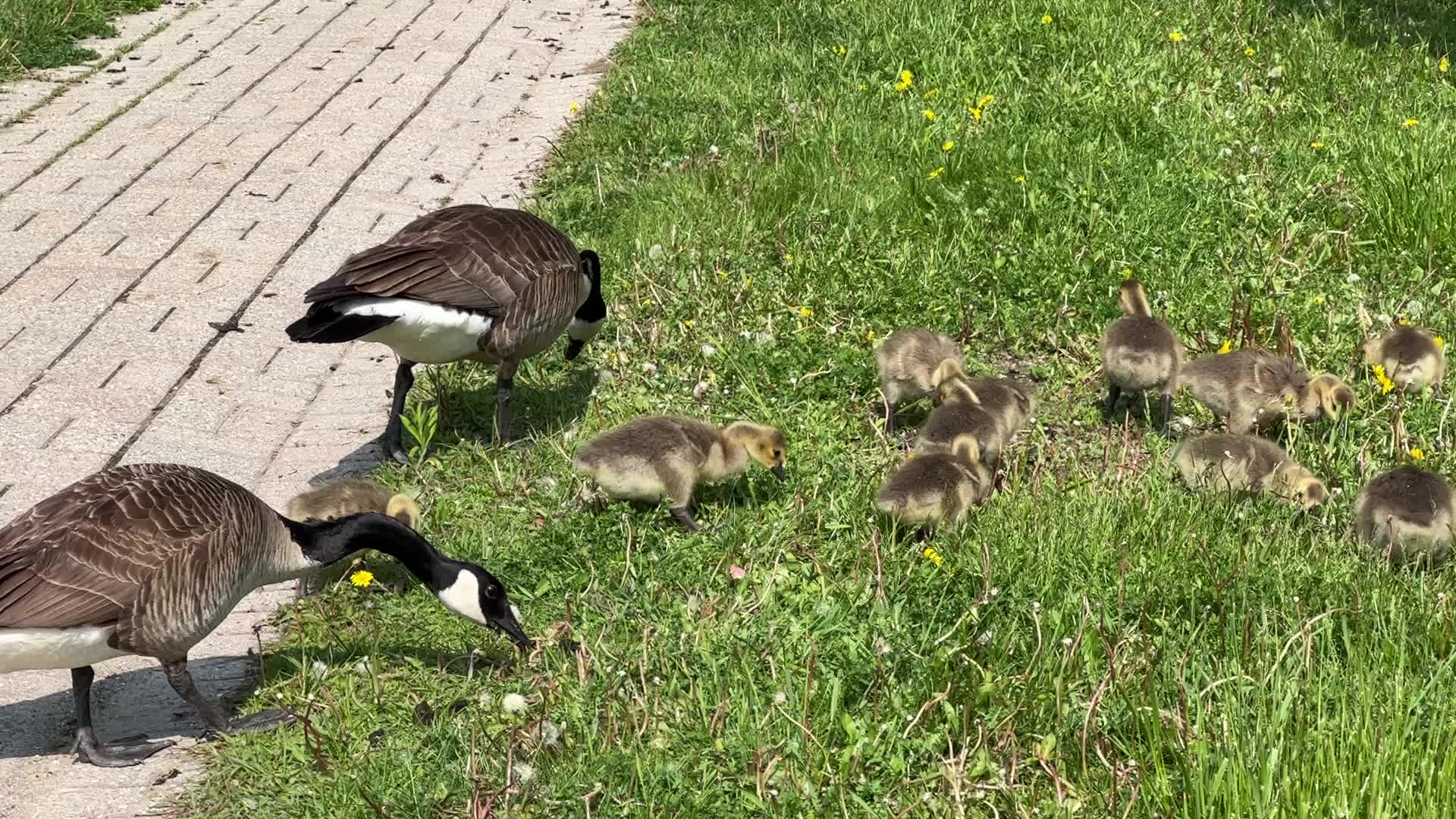 Canada Geese and goslings