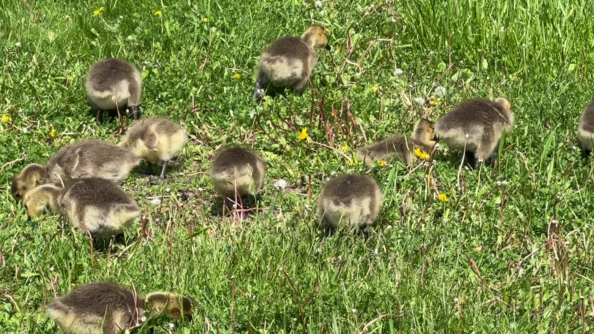 Canada Geese and goslings