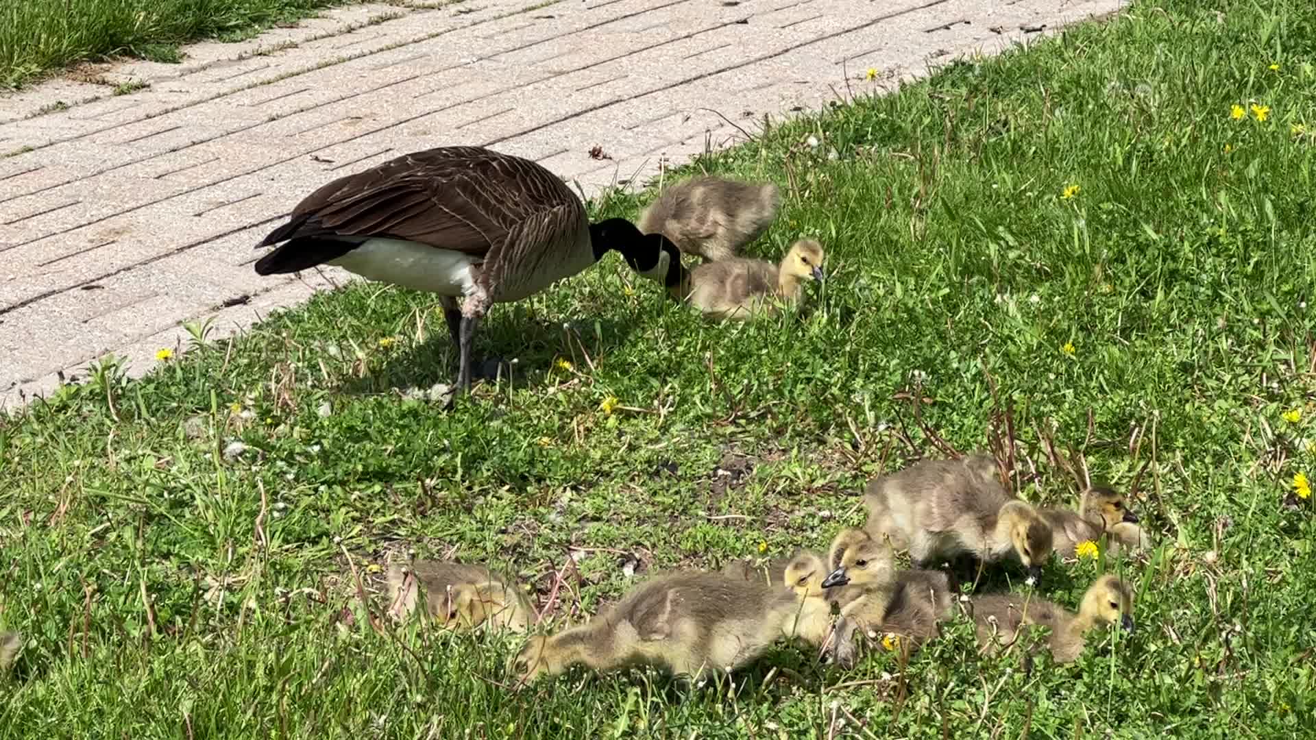 Canada Geese and goslings