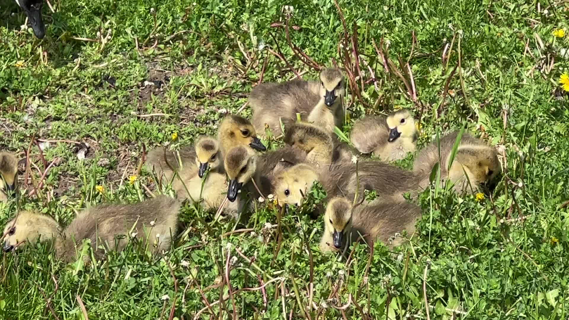 Canada Geese and goslings