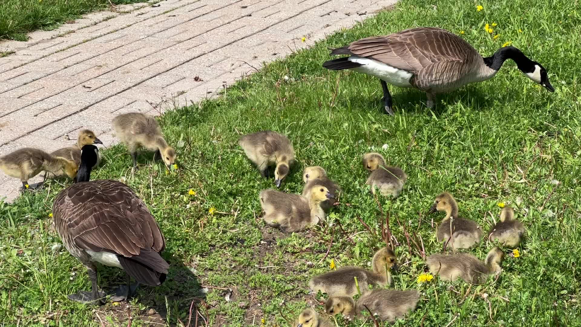 Canada Geese and goslings