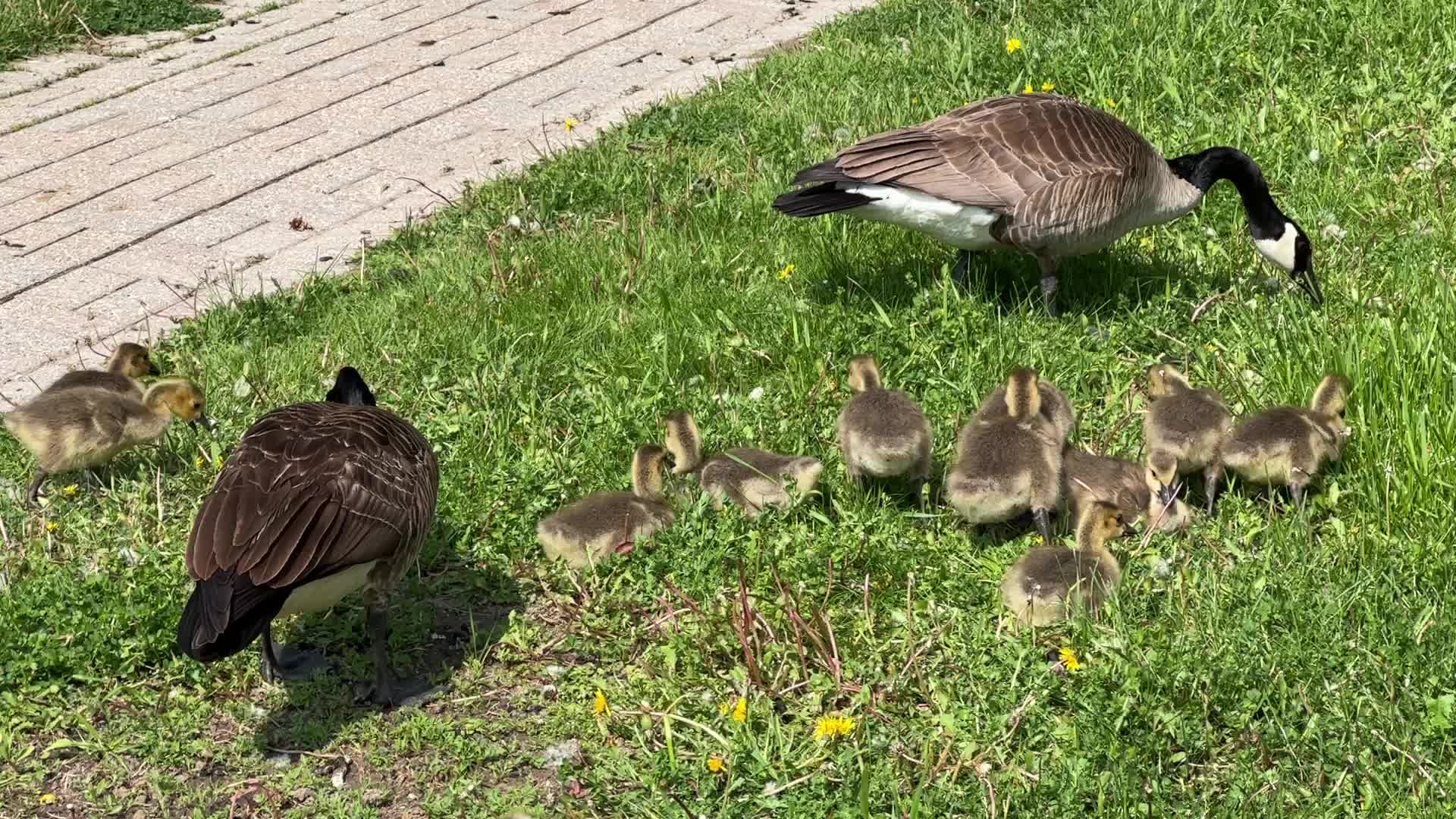 Canada Geese and goslings