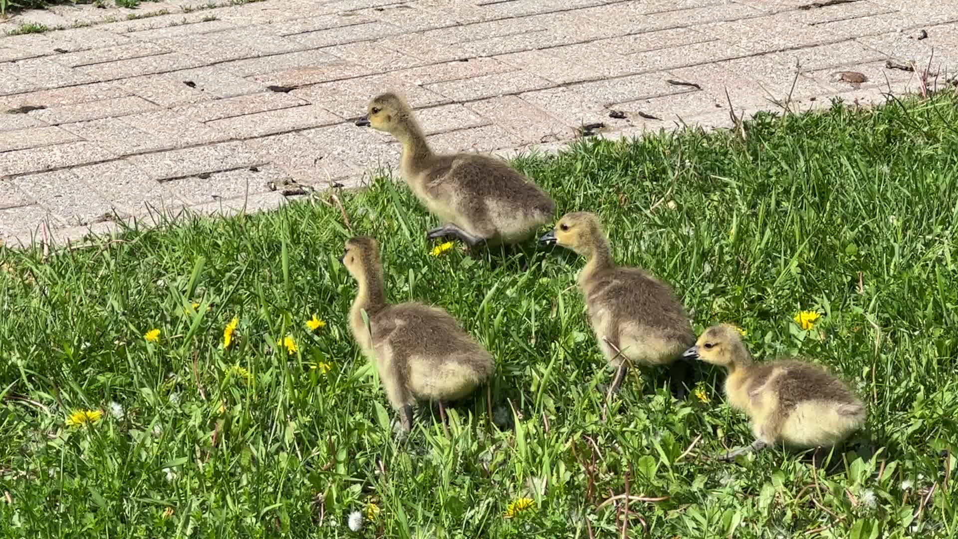 Canada Geese and goslings