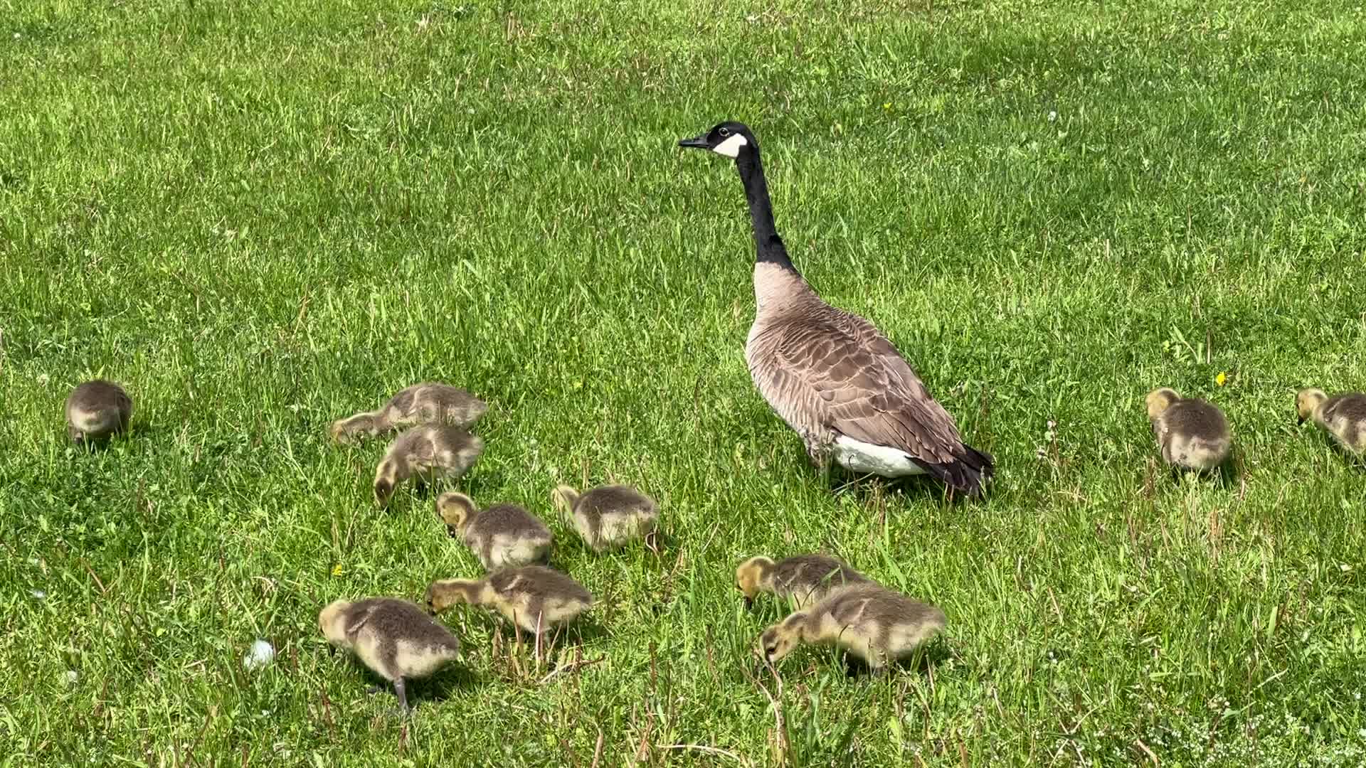 Canada Geese and goslings