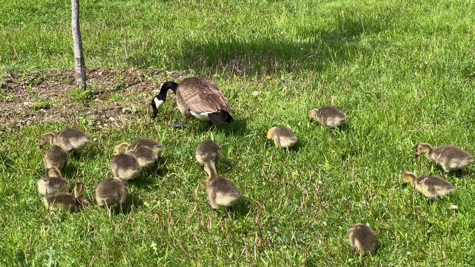 Canada Geese and goslings