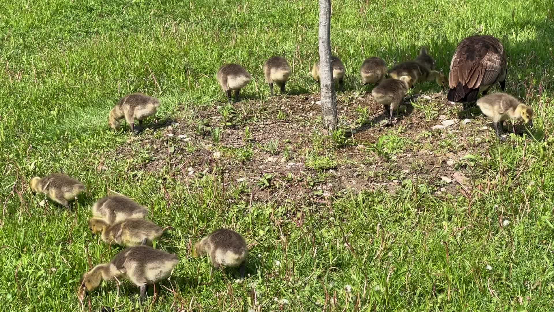 Canada Geese and goslings