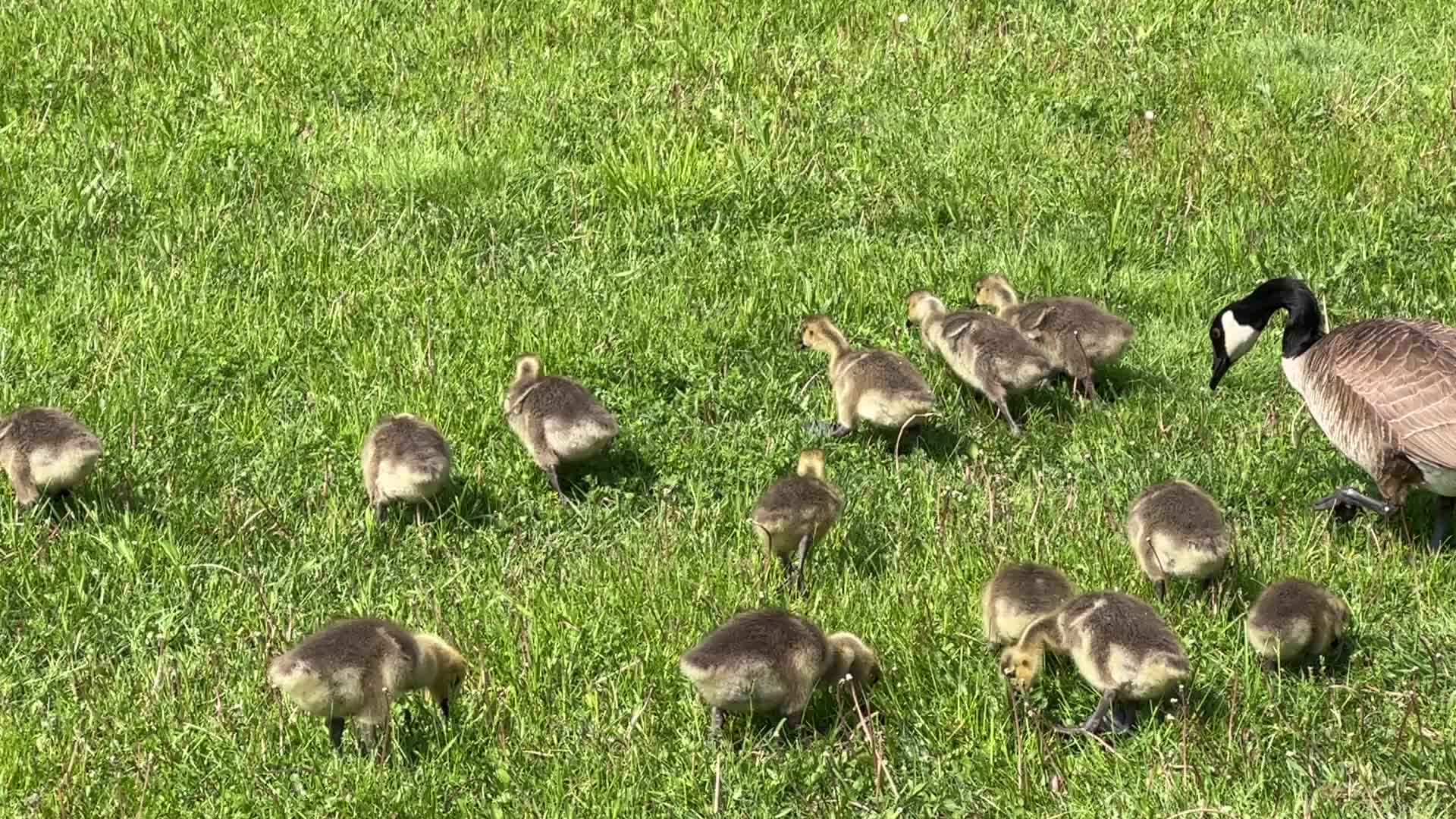 Canada Geese and goslings