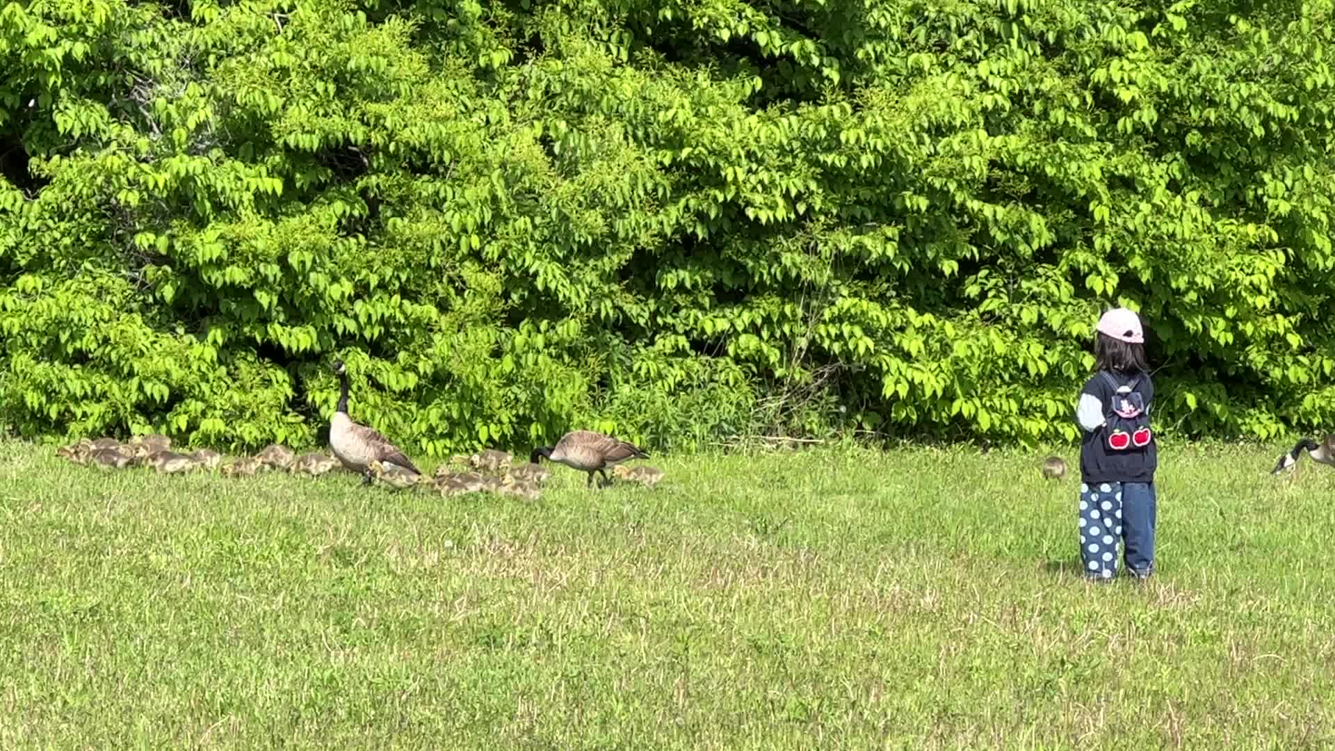 Canada Geese and goslings