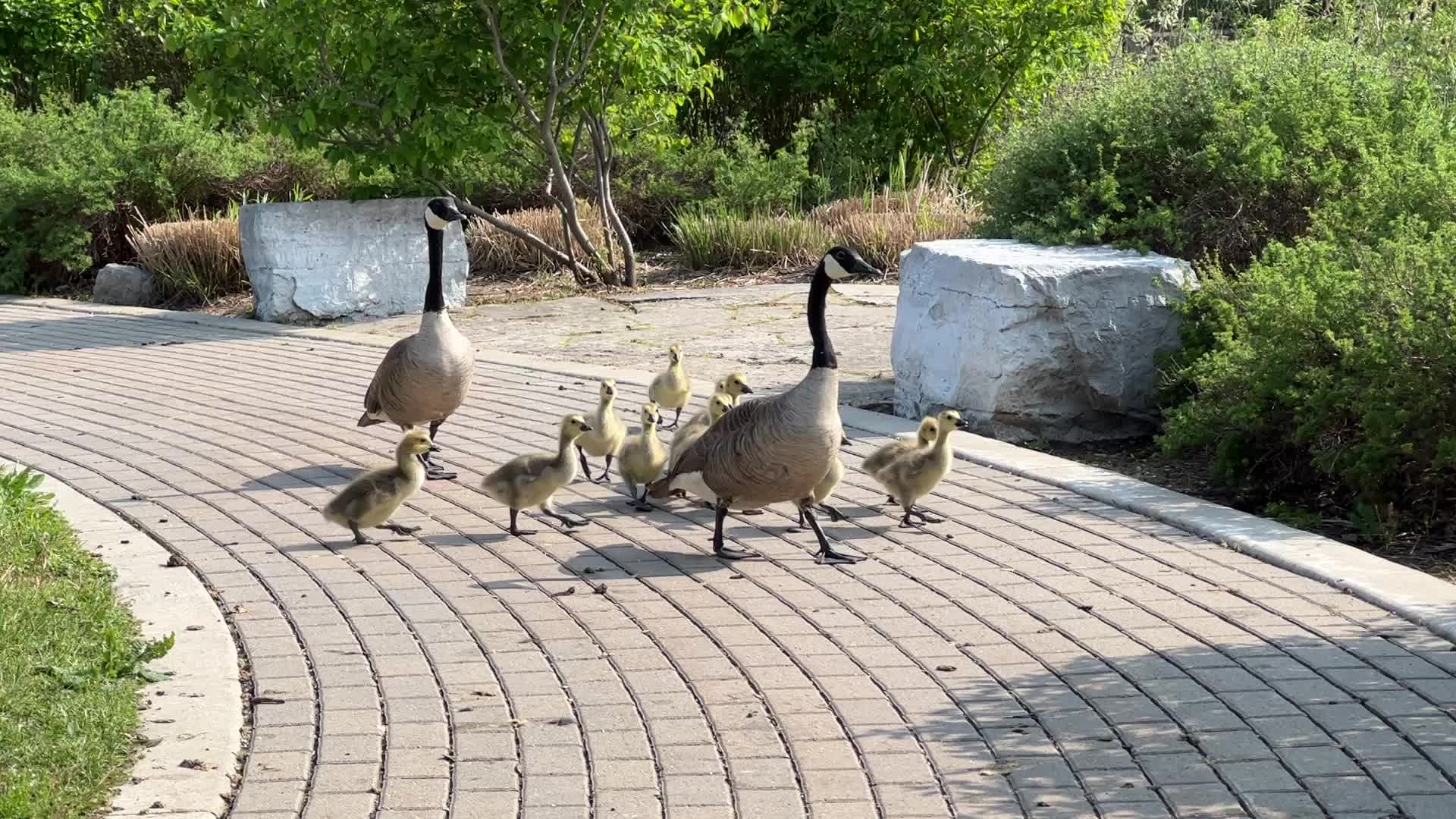 Canada Geese and goslings