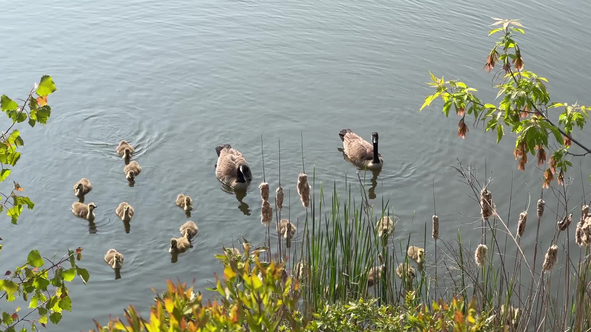 Canada Geese and goslings