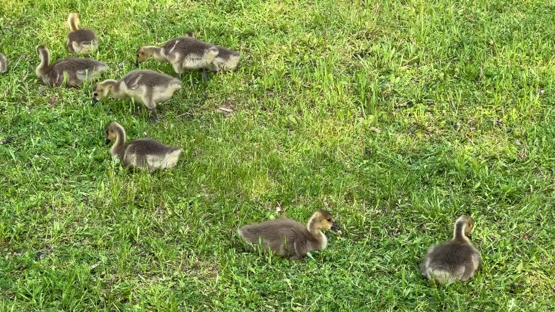 Canada Geese and goslings
