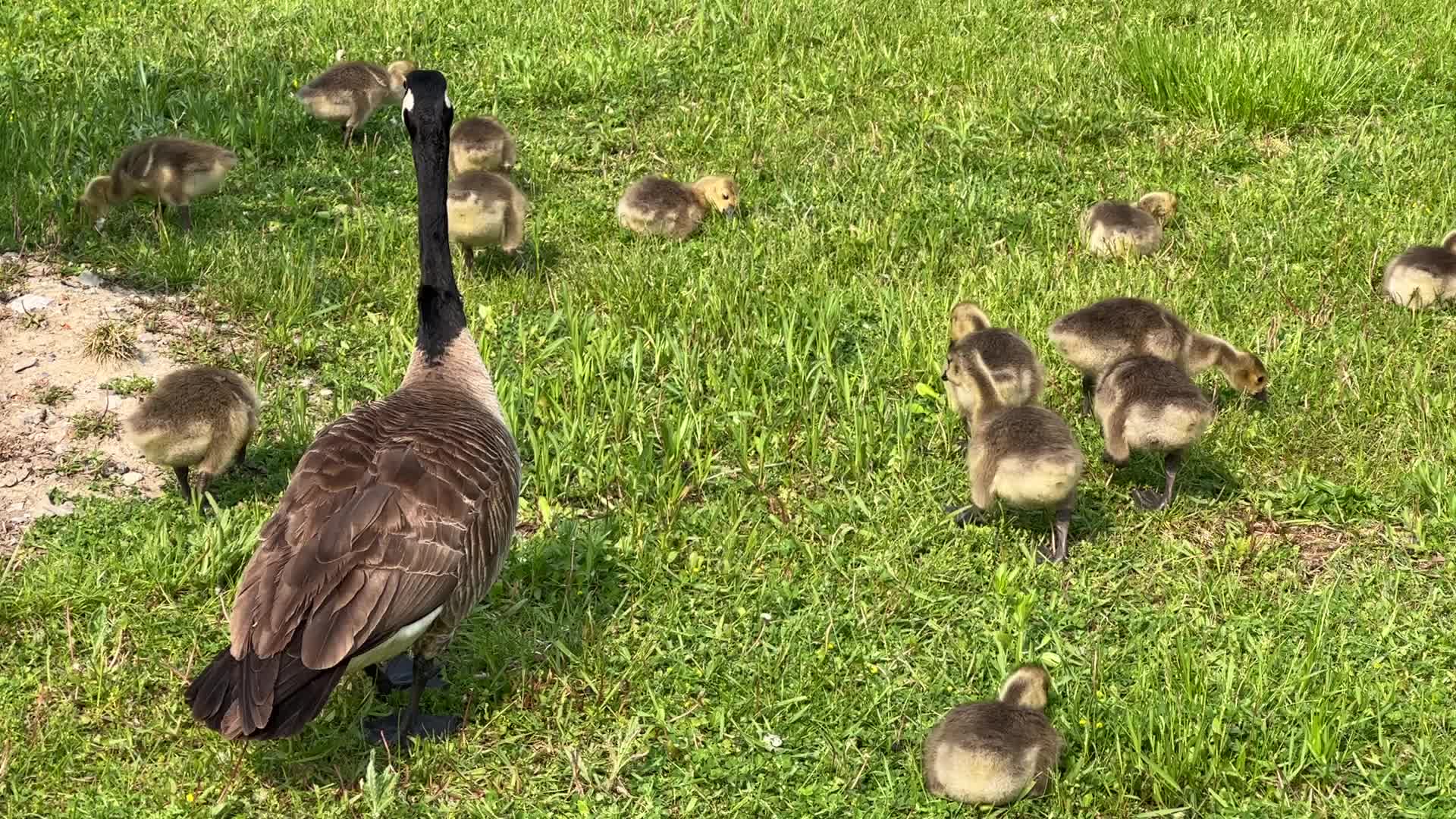Canada Geese and goslings