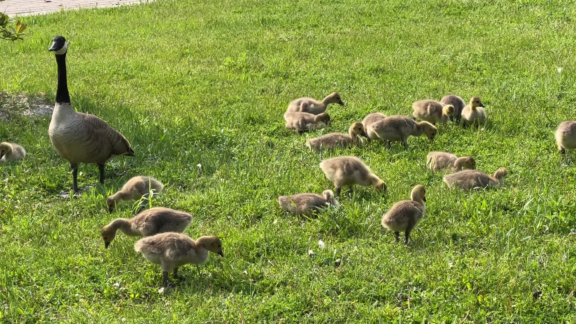 Canada Geese and goslings