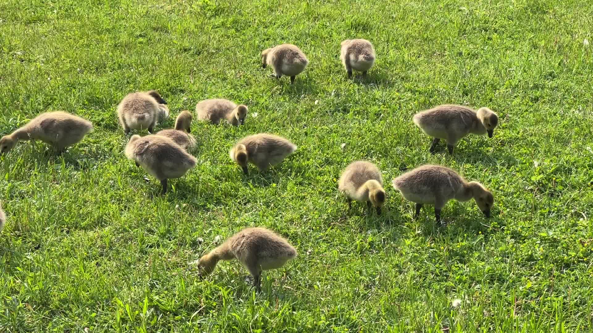 Canada Geese and goslings