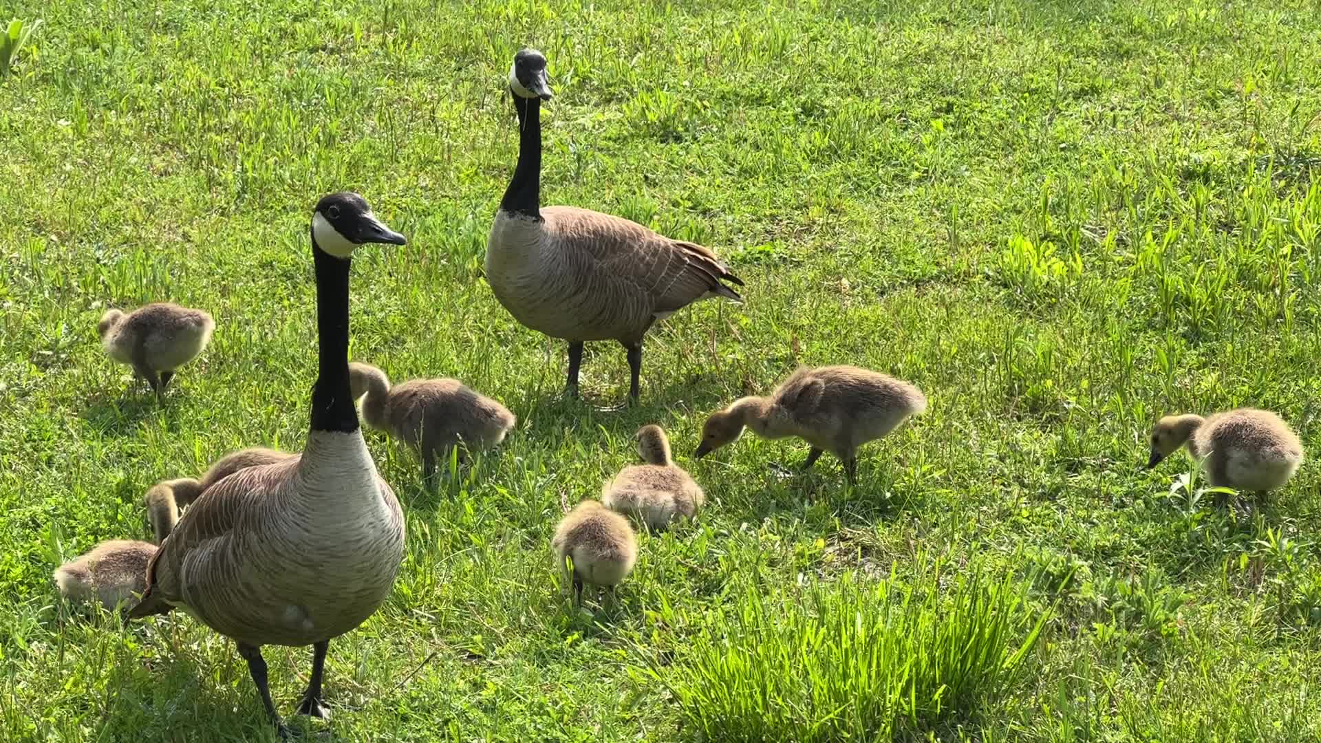 Canada Geese and goslings
