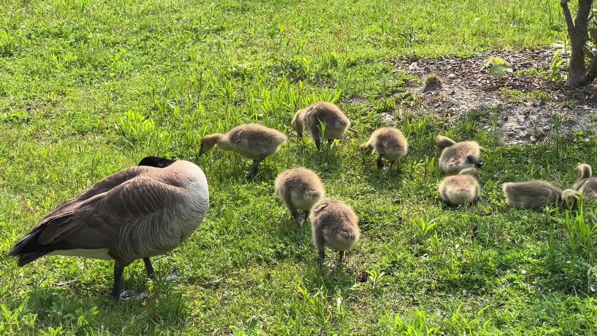 Canada Geese and goslings