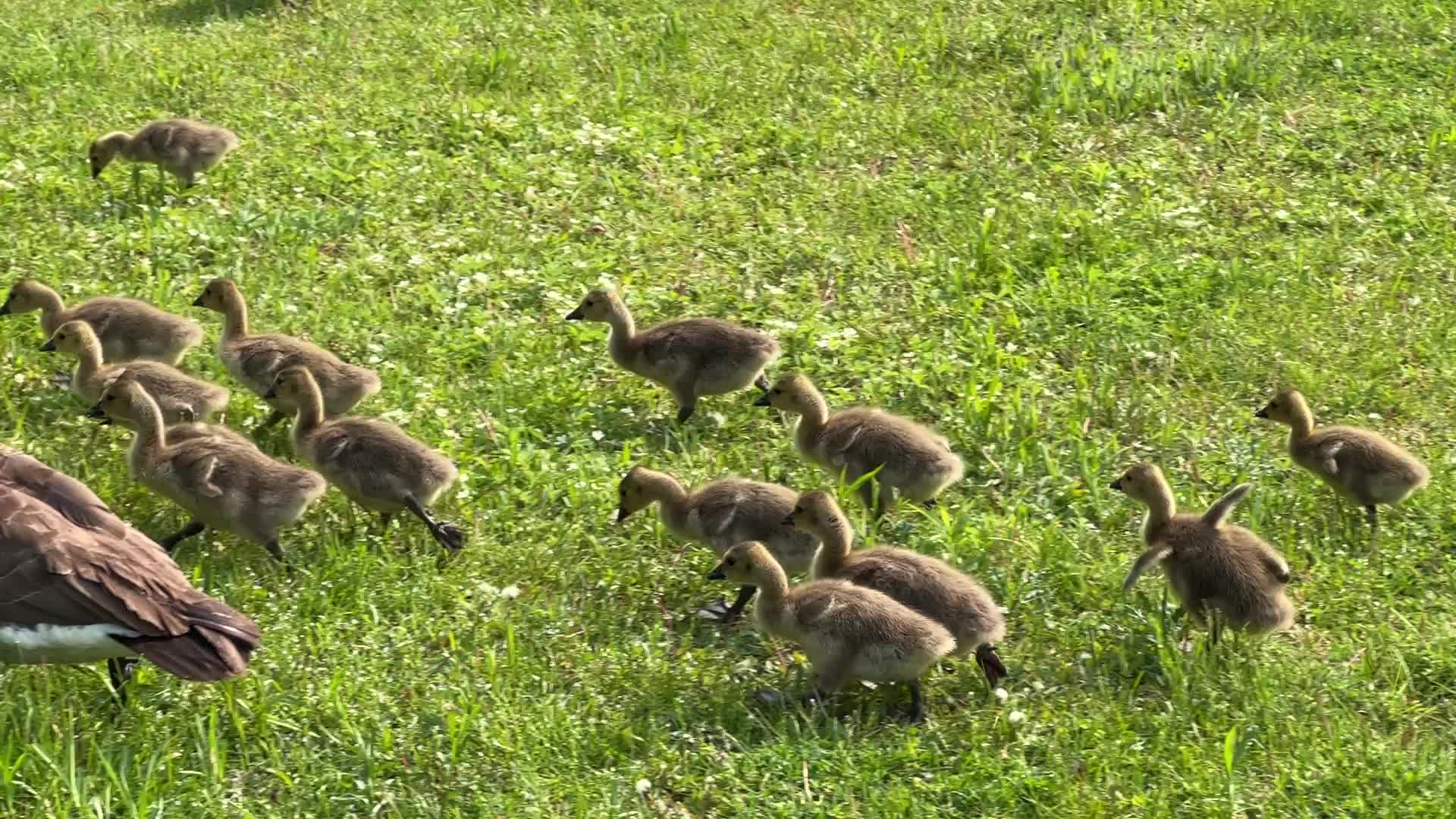 Canada Geese and goslings