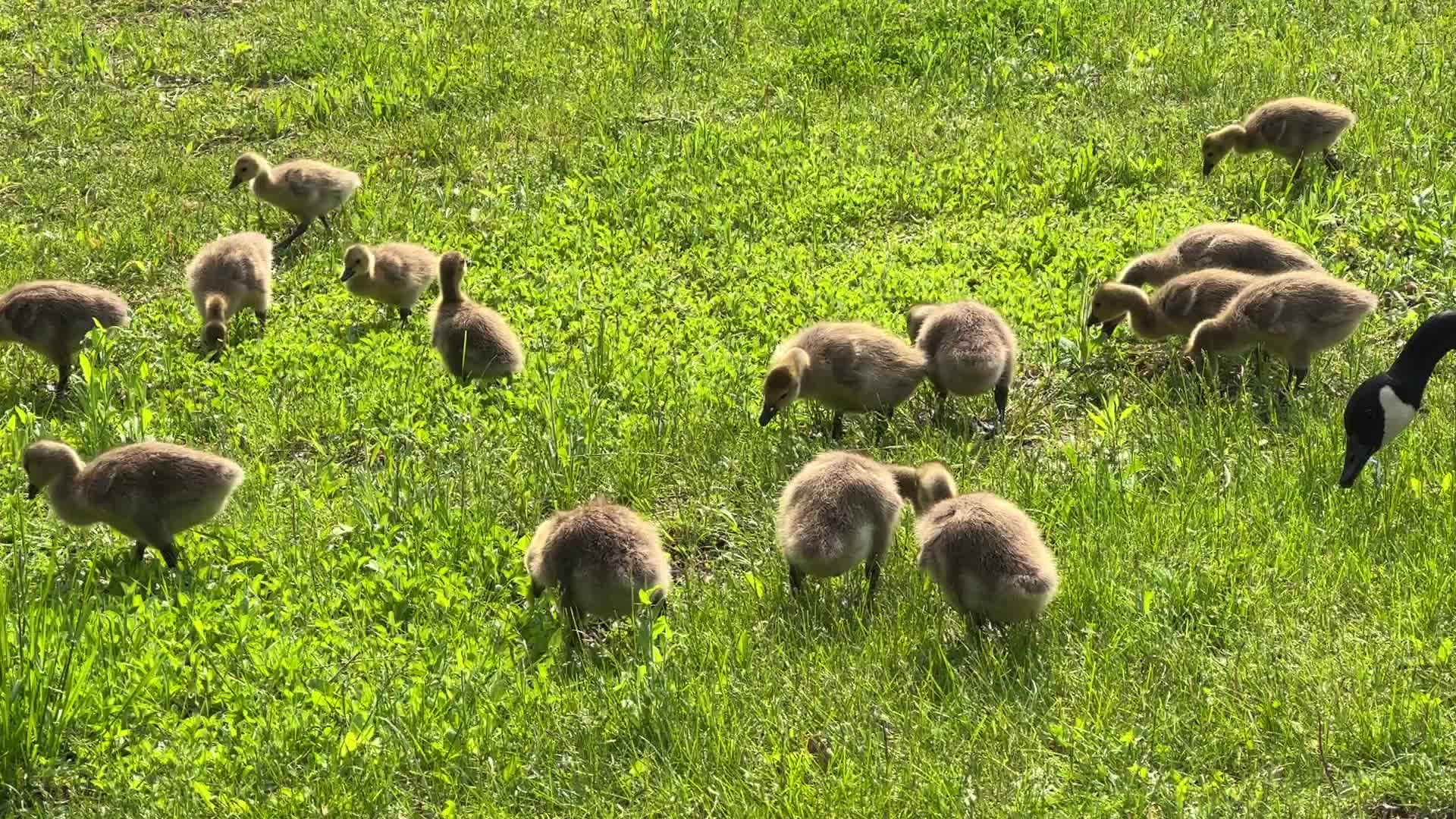 Canada Geese and goslings