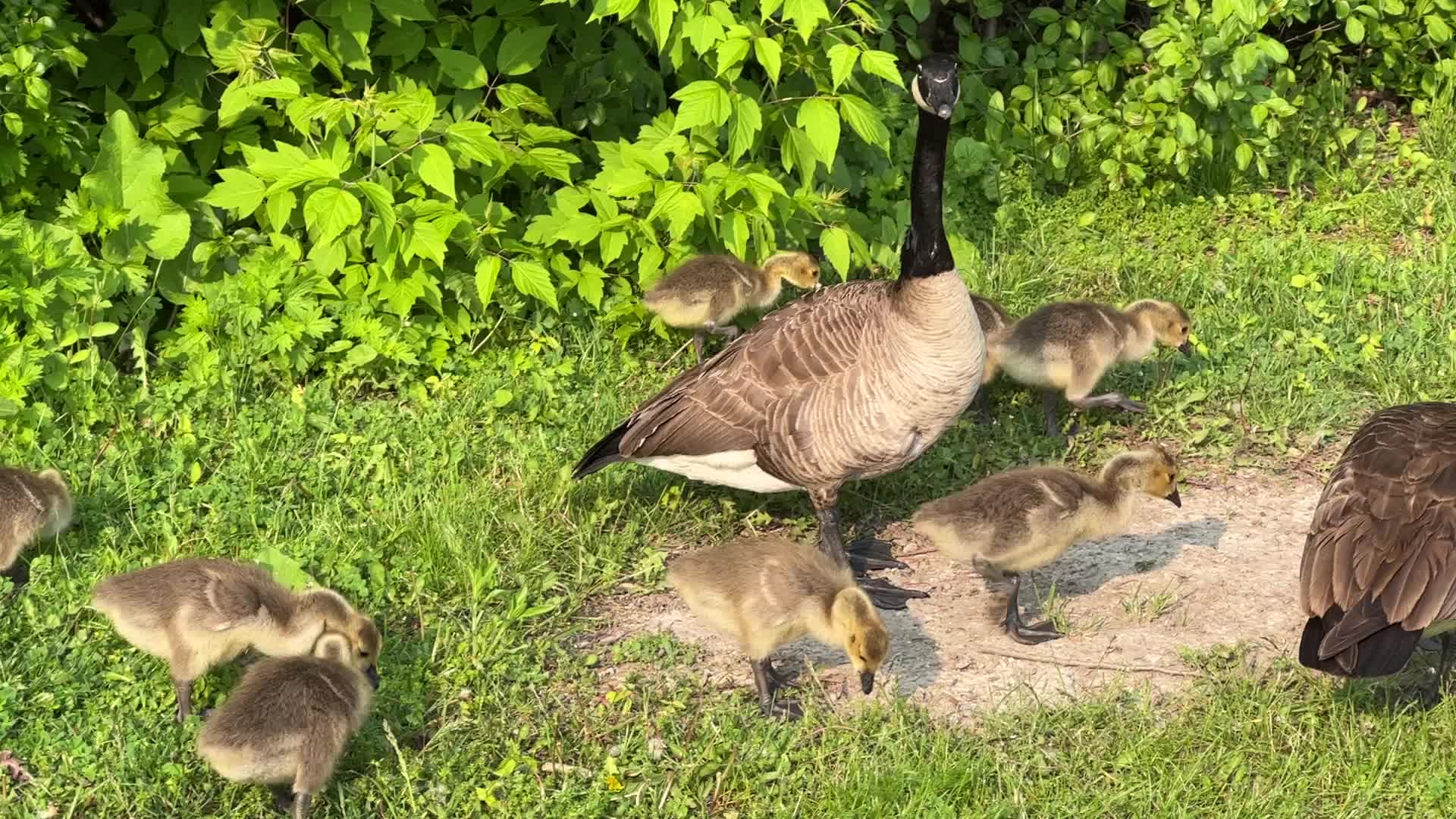 Canada Geese and goslings