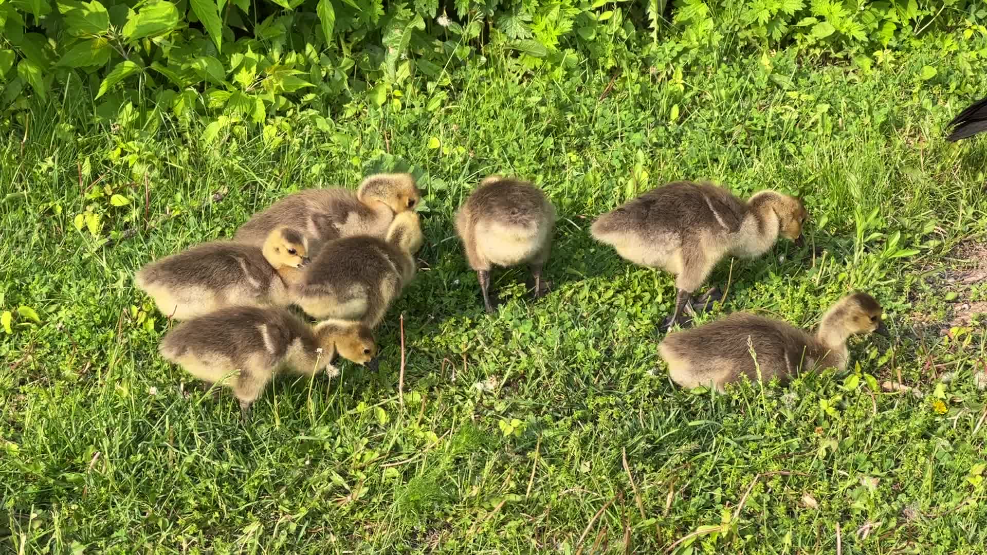 Canada Geese and goslings