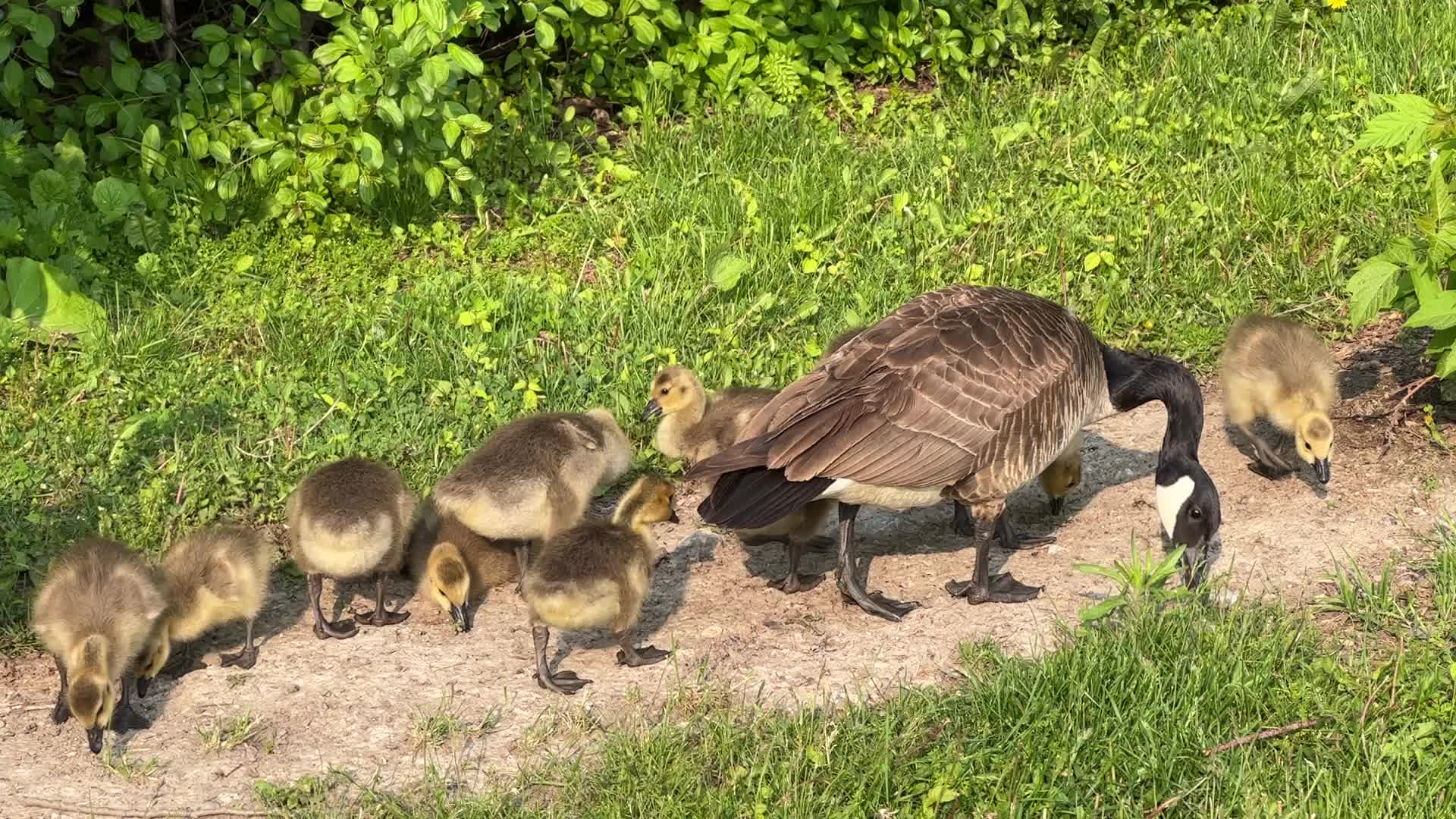 Canada Geese and goslings