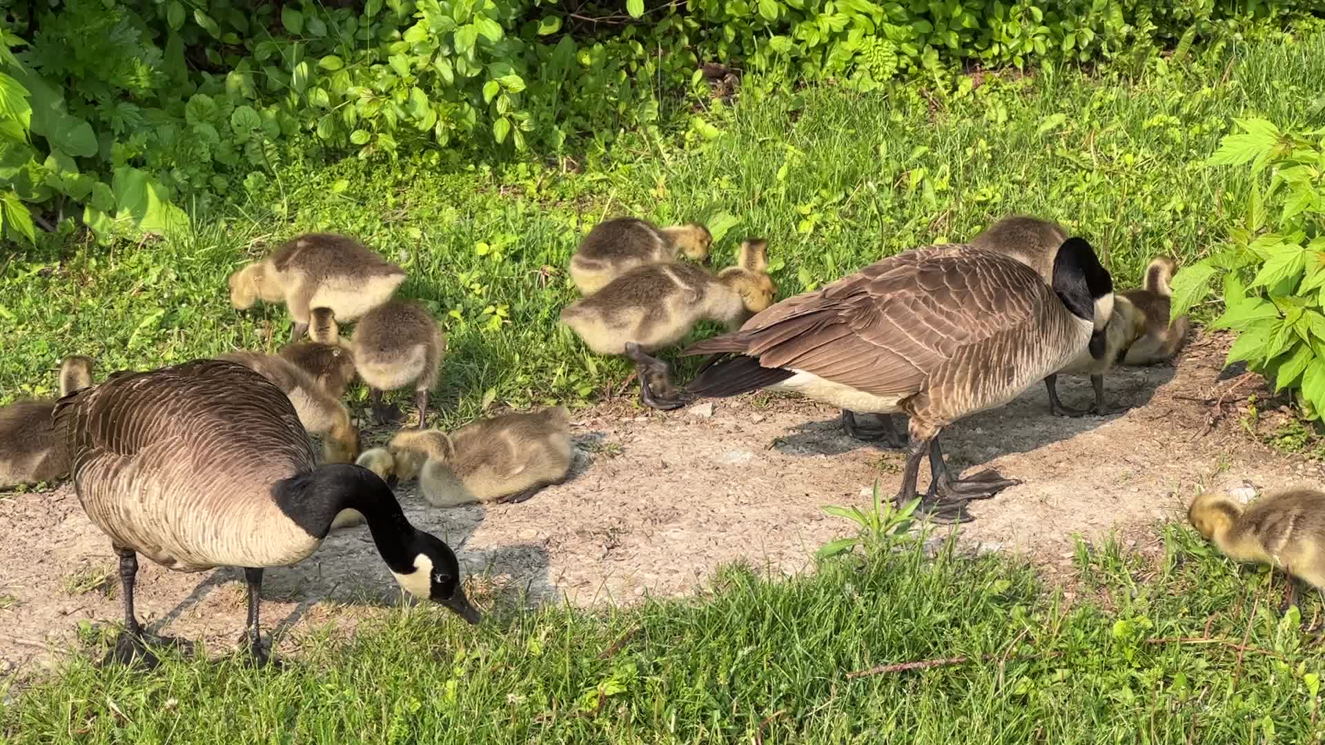 Canada Geese and goslings
