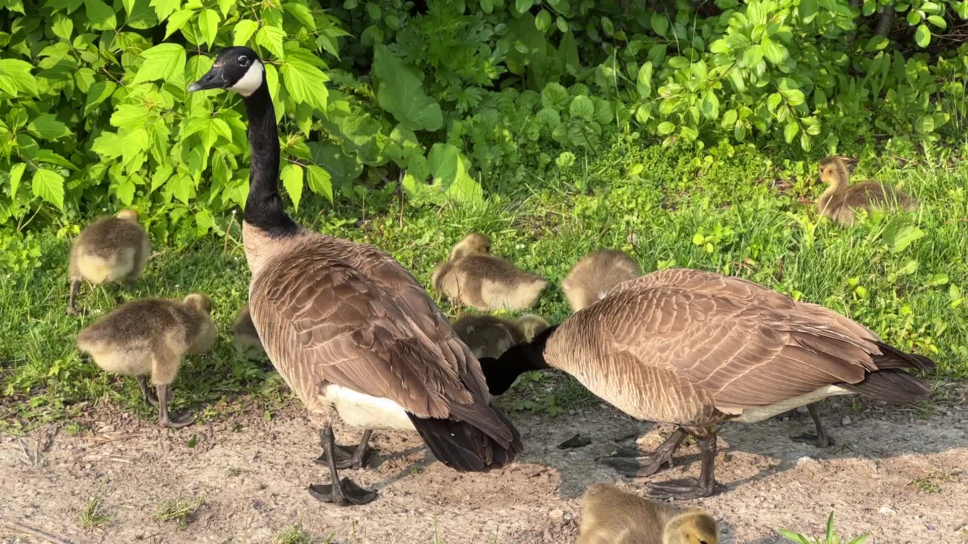 Canada Geese and goslings