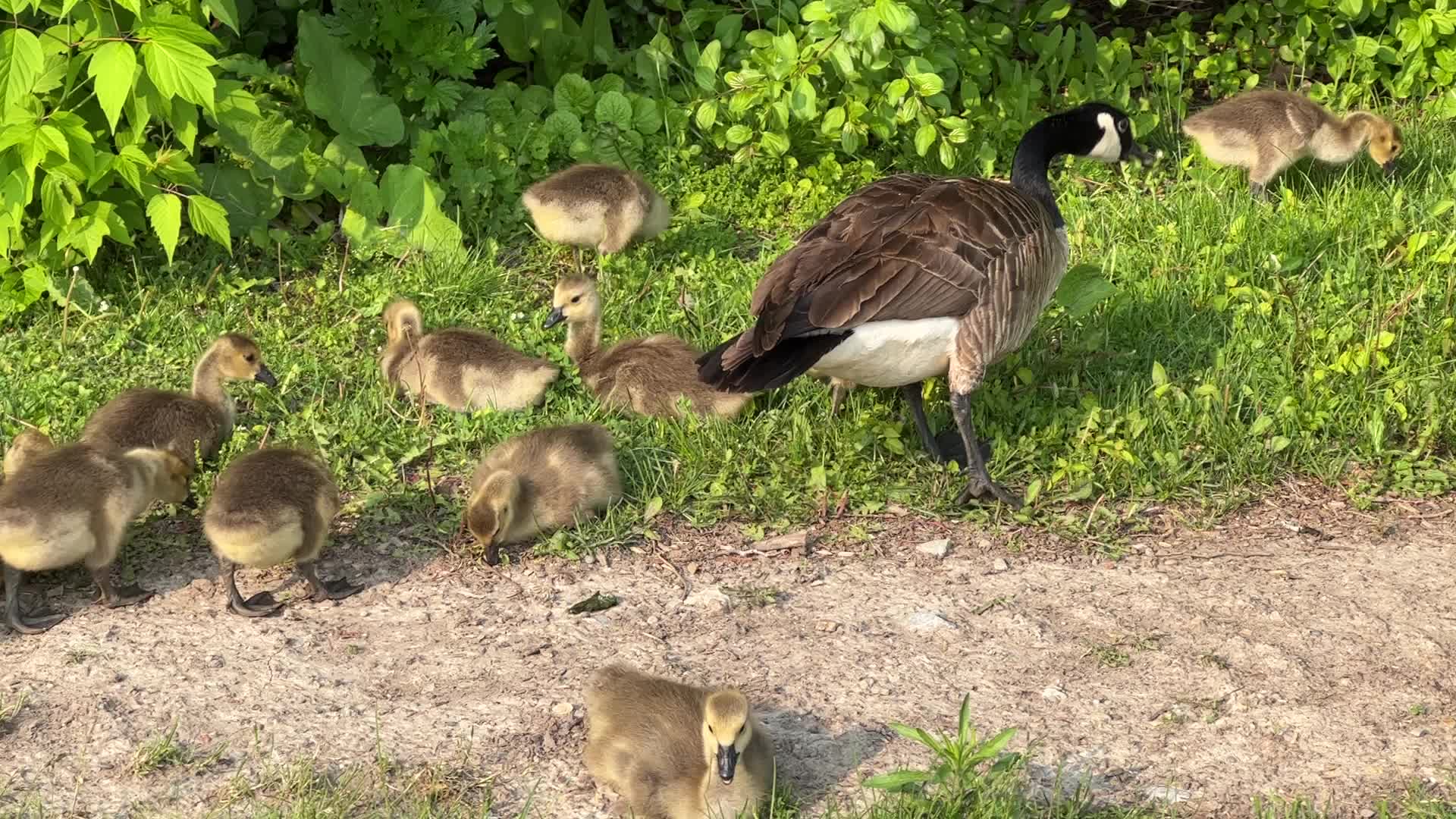 Canada Geese and goslings