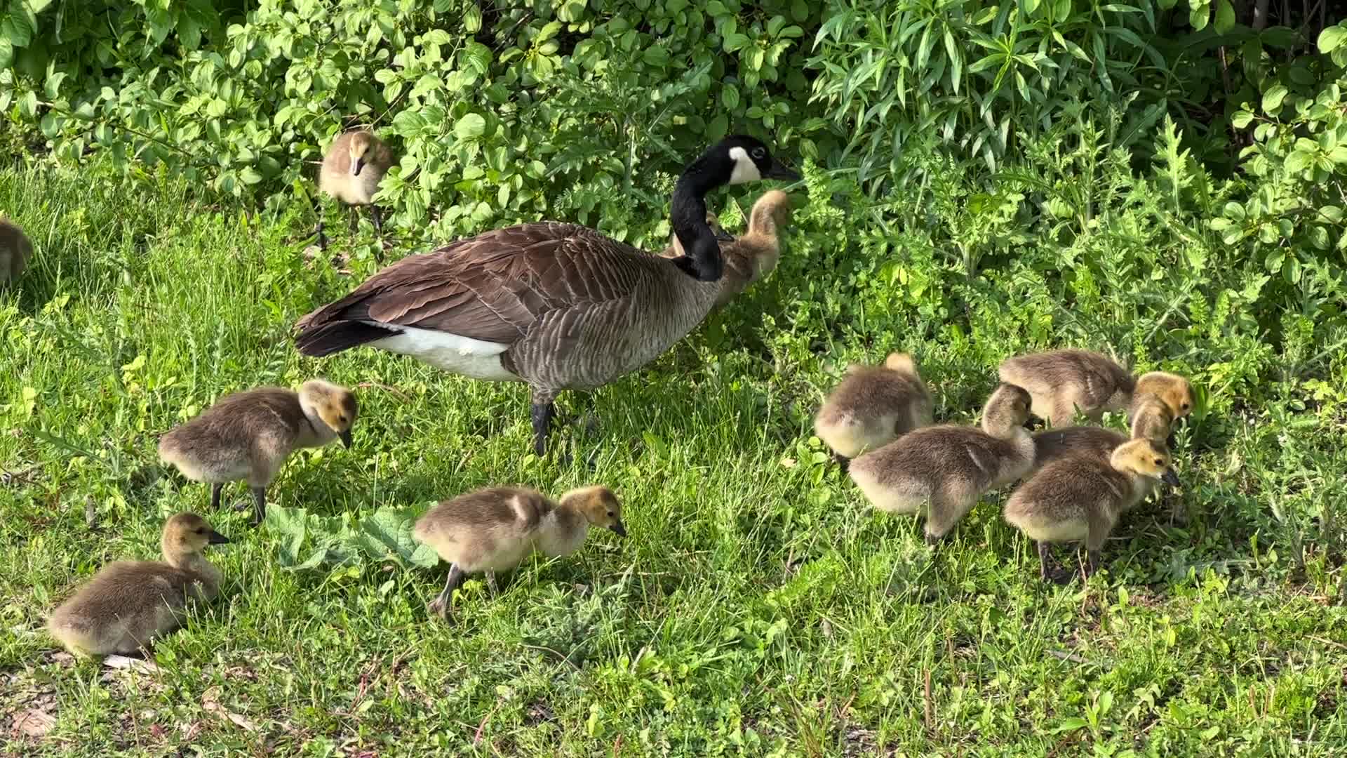 Canada Geese and goslings