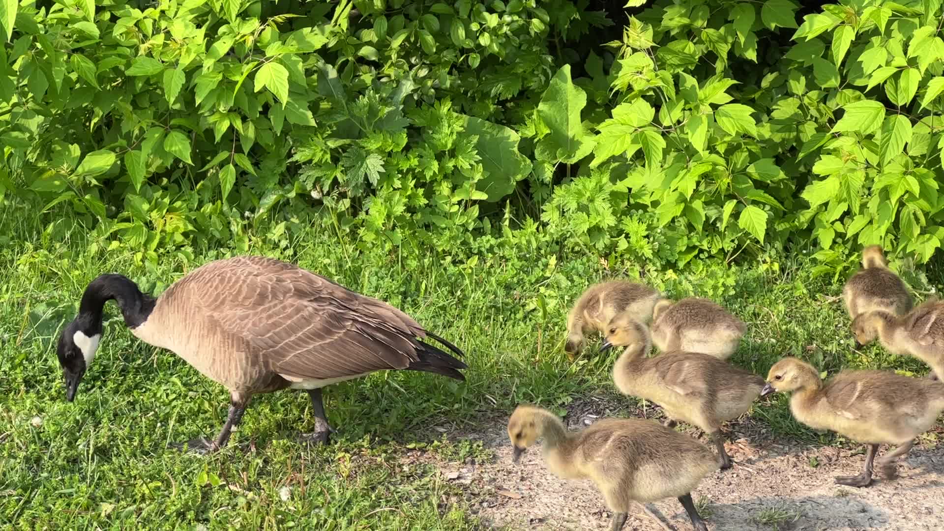 Canada Geese and goslings