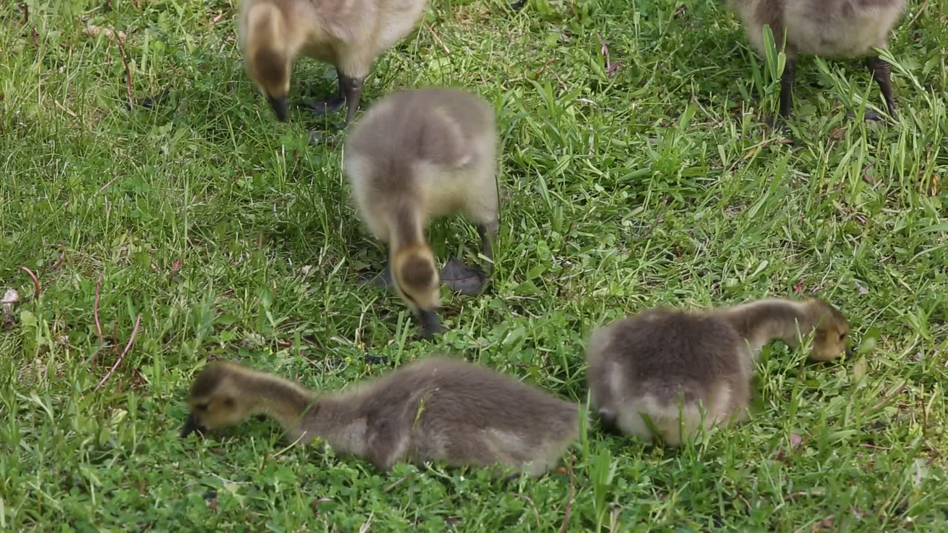 Canada Geese and goslings