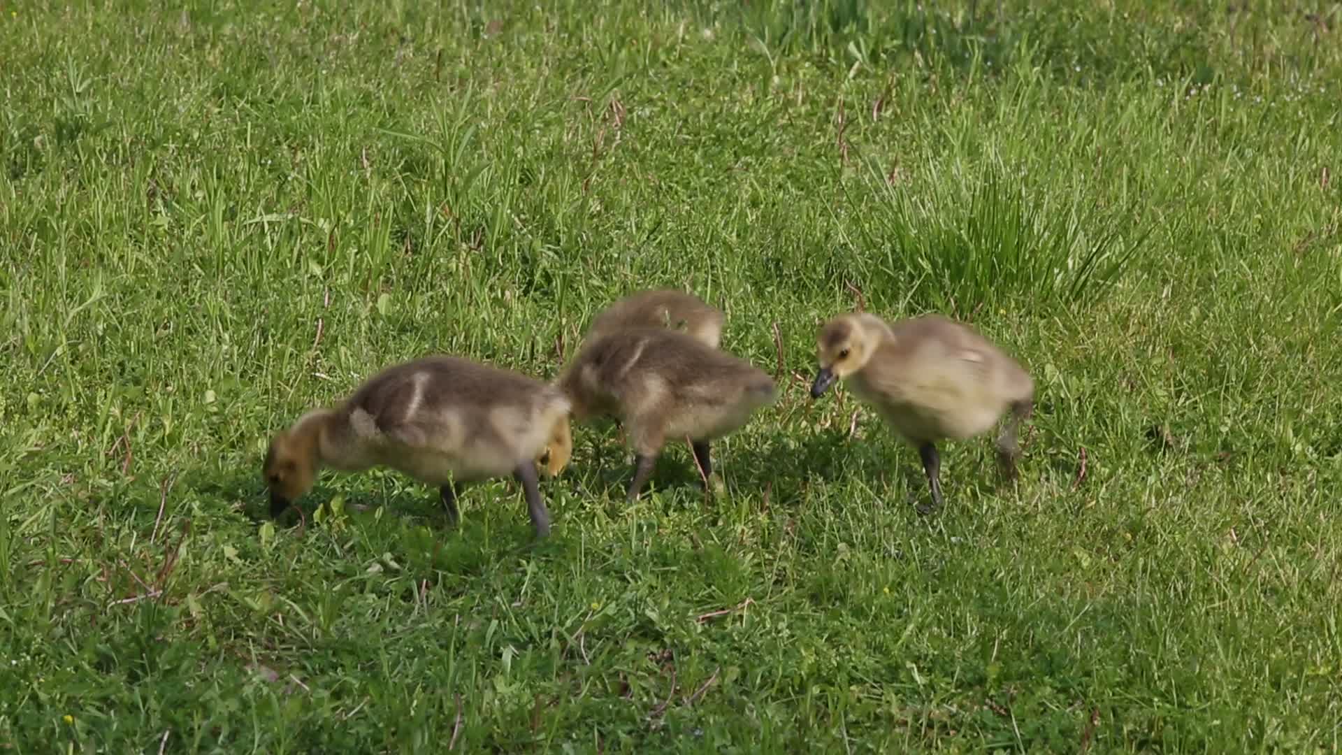 Canada Geese and goslings
