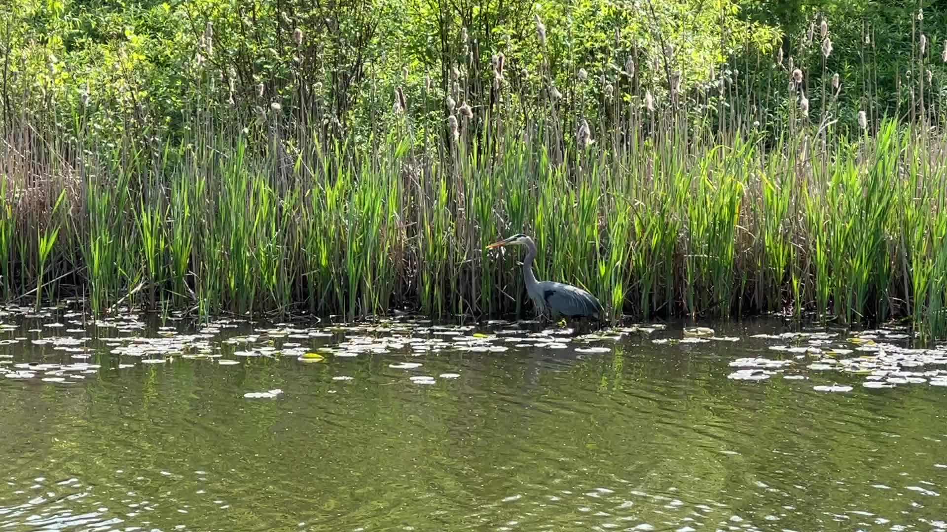 Great blue heron