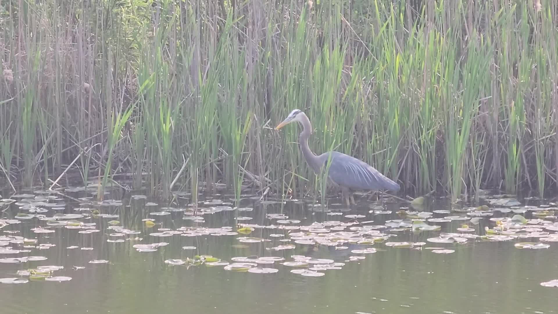 Great blue heron