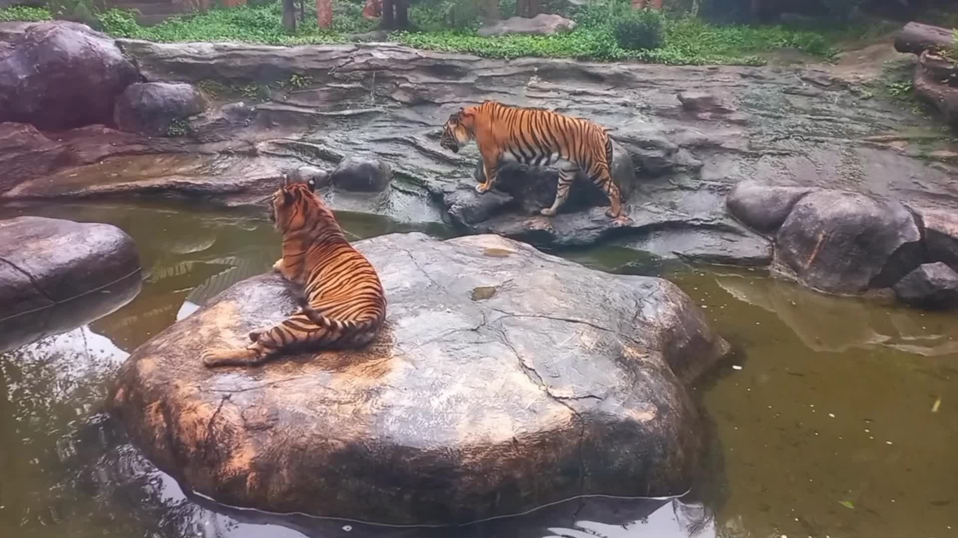 Sumatran tiger at a zoo in Indonesia 