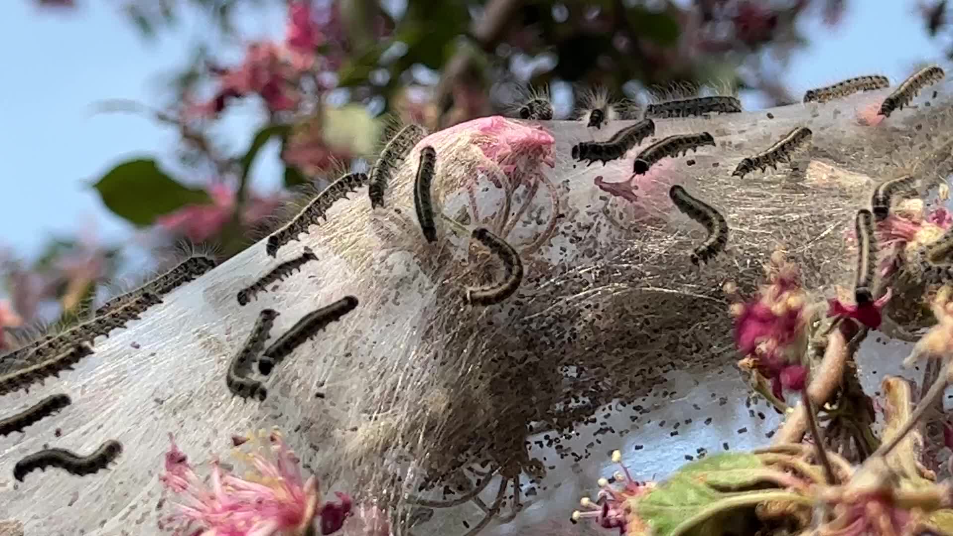Tent caterpillars