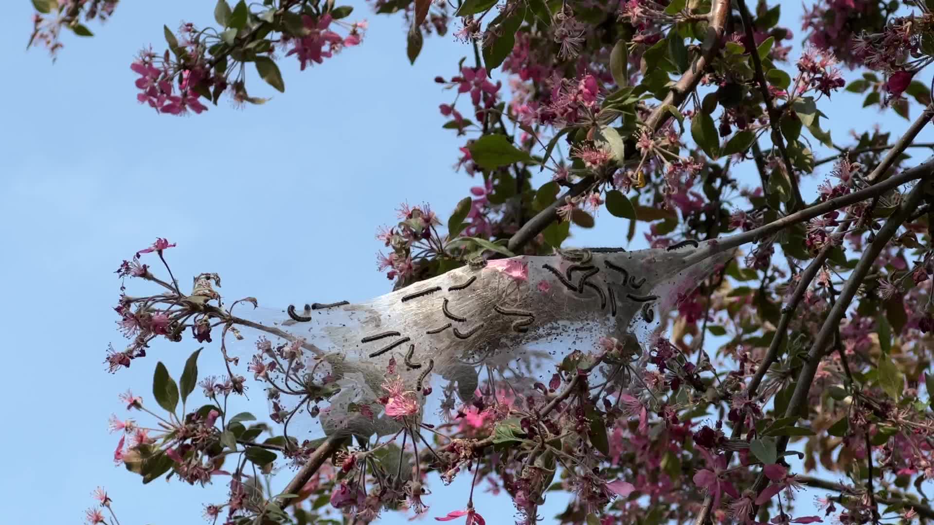 Tent caterpillars