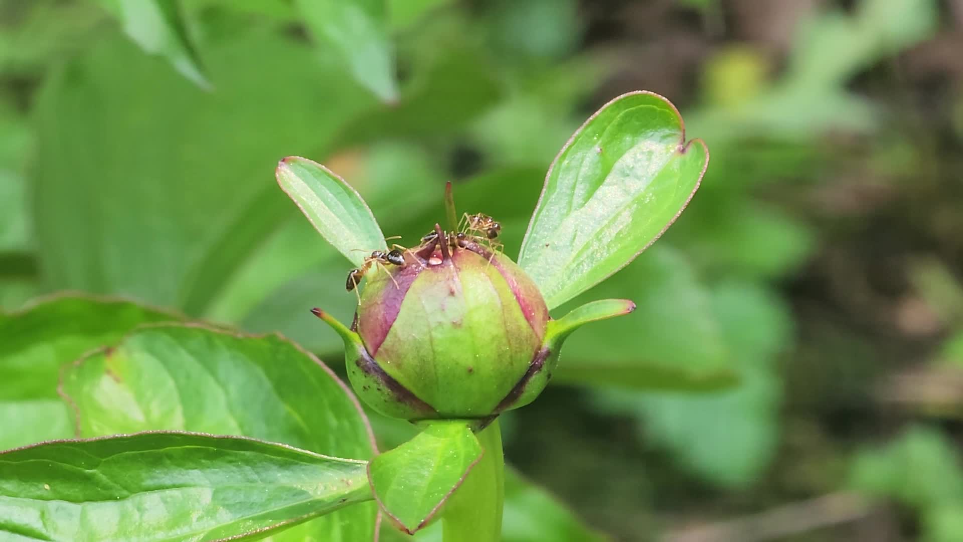 Ants on the bud of the flower of a peony plant