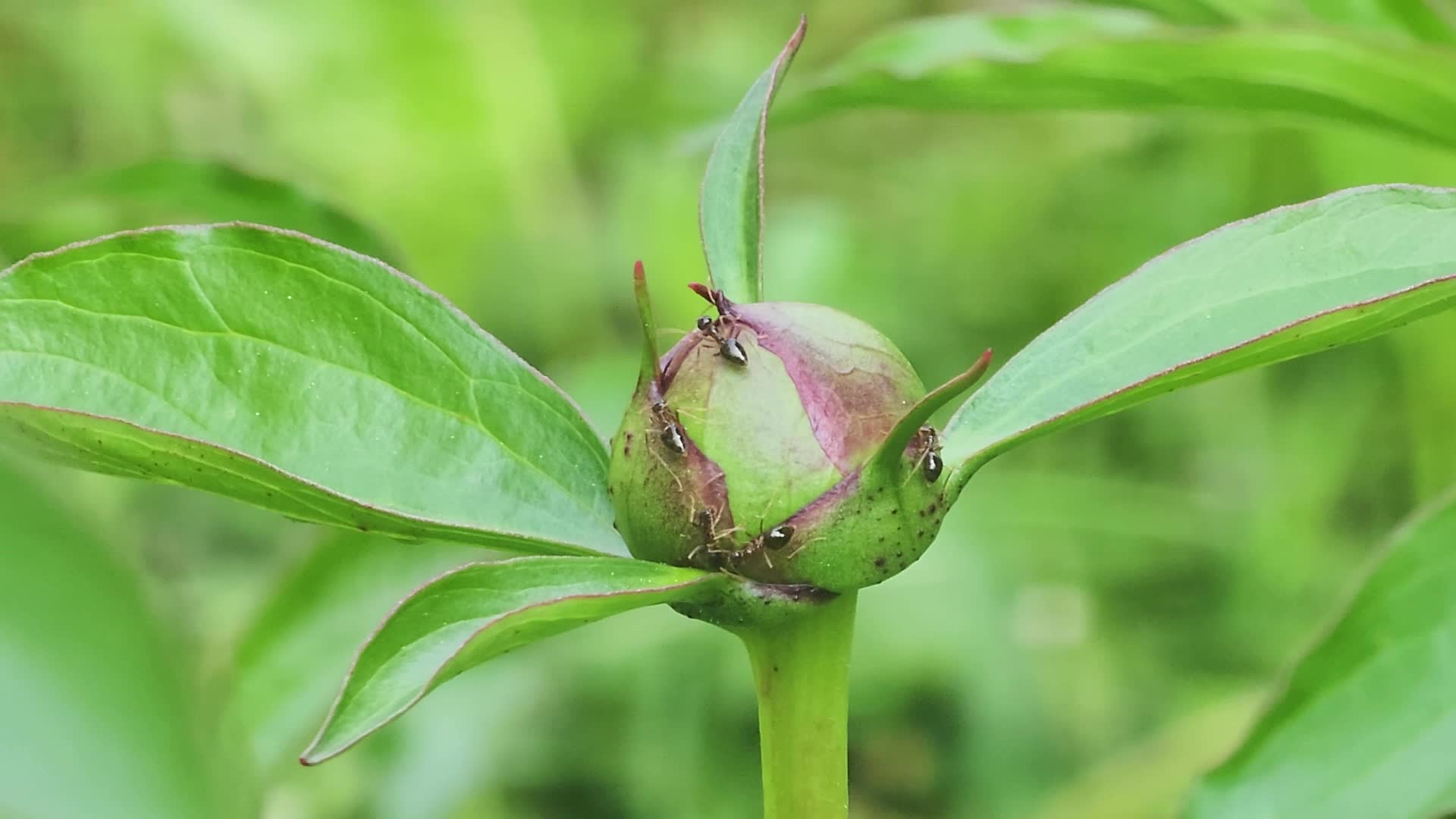 Ants on the bud of the flower of a peony plant