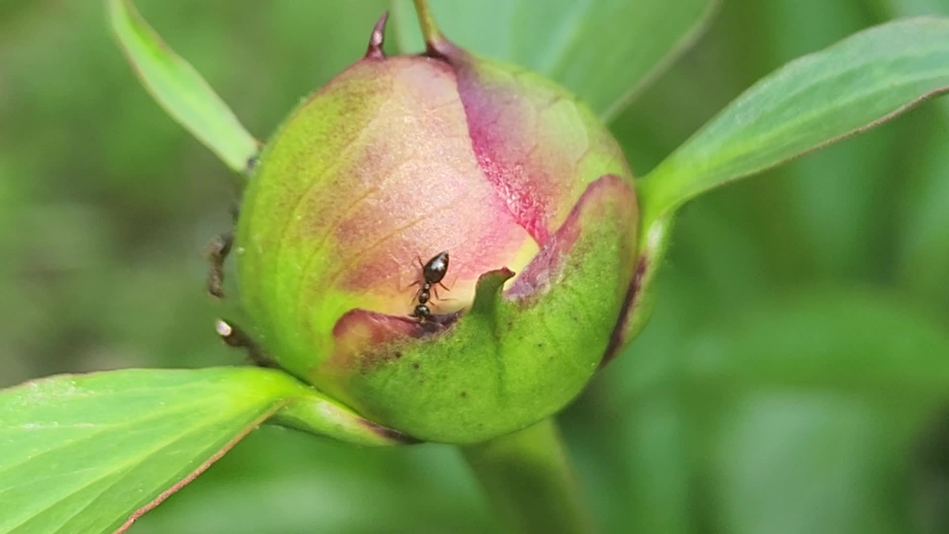 Ants on the bud of the flower of a peony plant