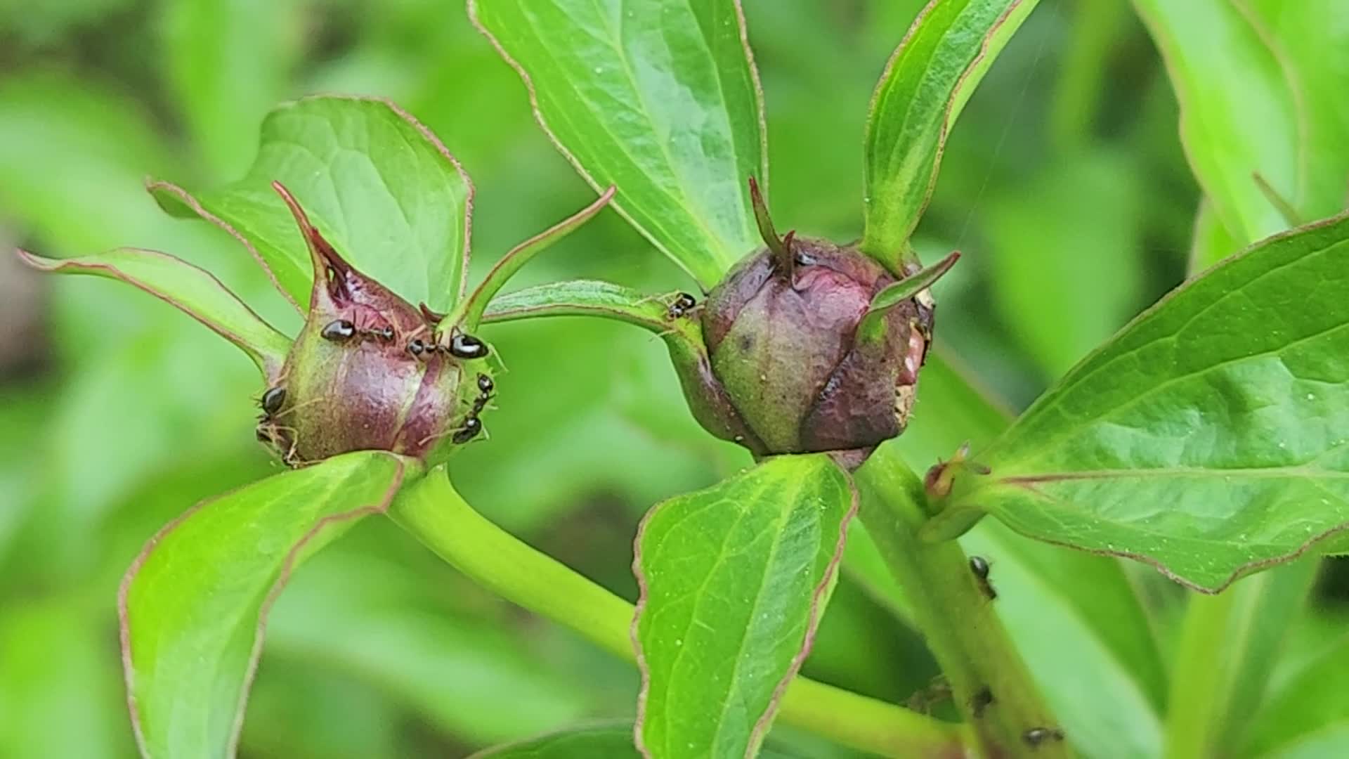 Ants on the bud of the flower of a peony plant