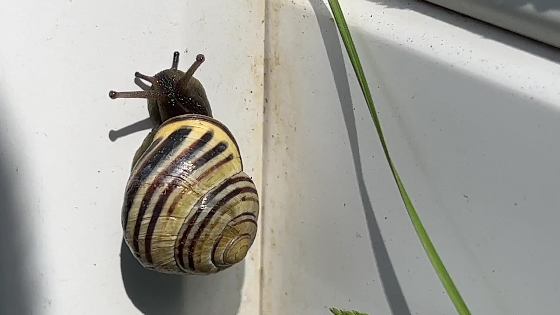 Banded garden snail